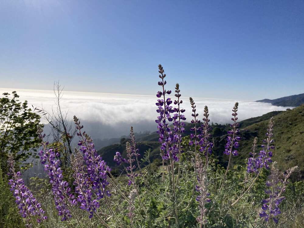 a photo with purple flowers overlooking the ocean in Big Sur California