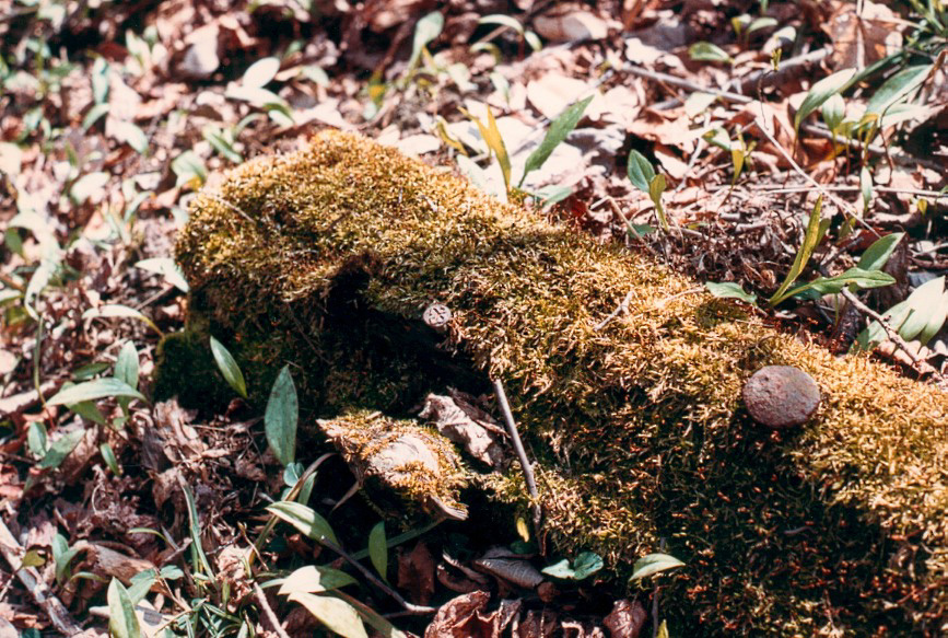 23 in a moss-covered discarded tie