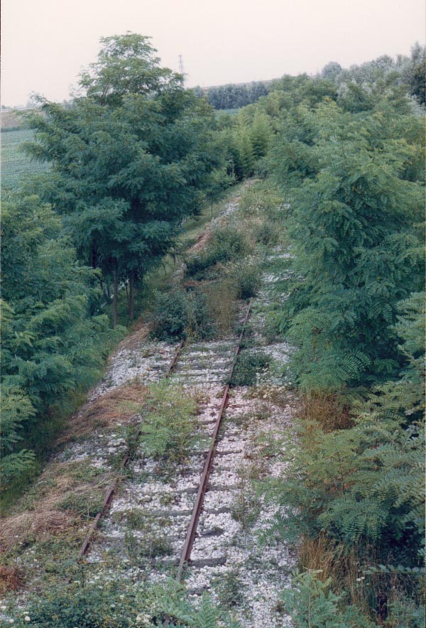 railroad tracks covered by bushes