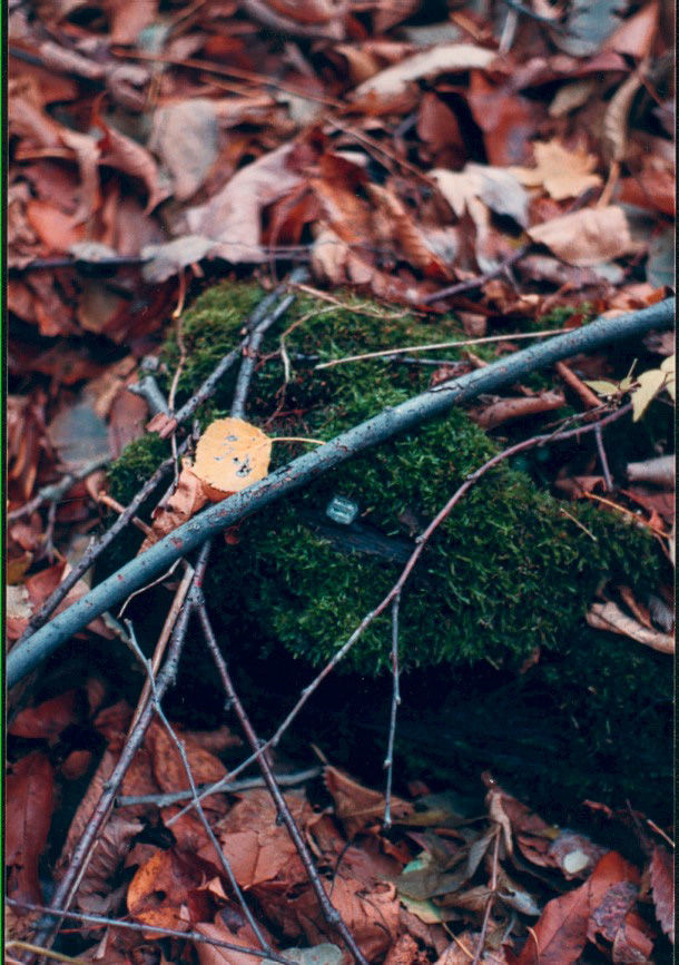 11 in a discarded tie