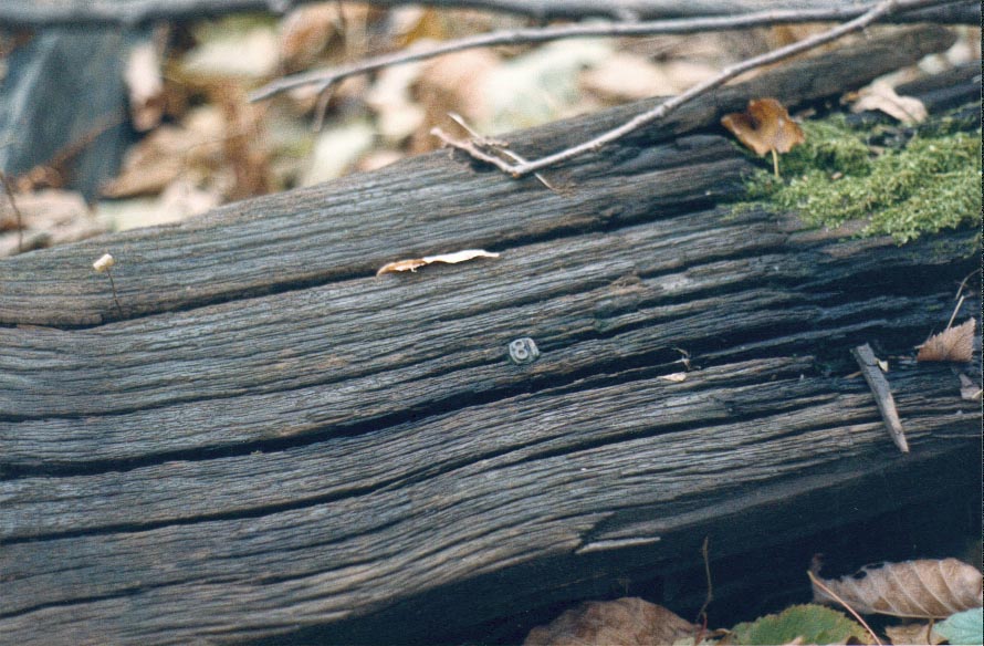 a 1918 date nail in a tie