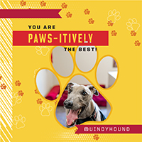 You are pawsitively the best, from Grady the Greyhound