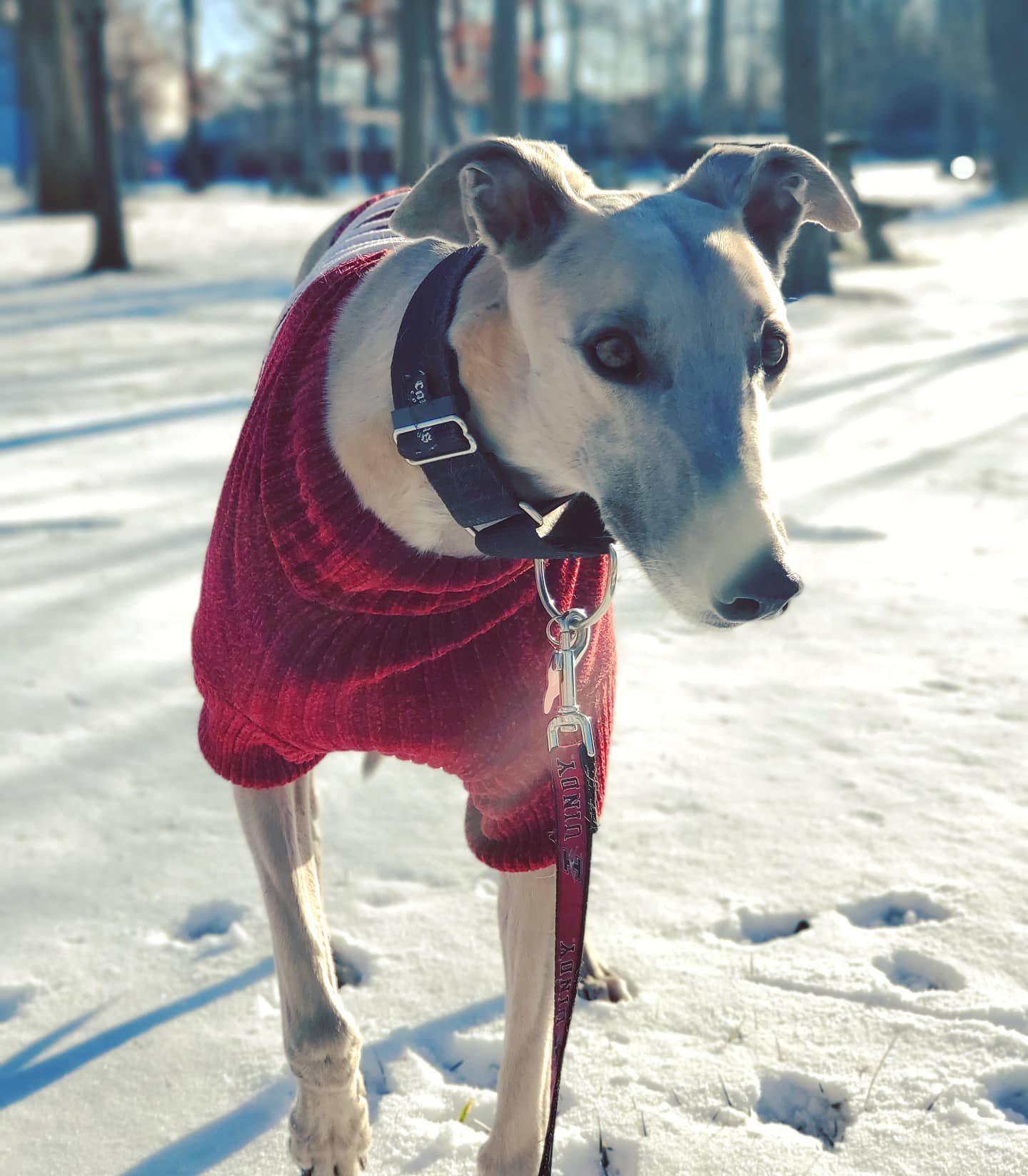 Grady the Greyhound in snow